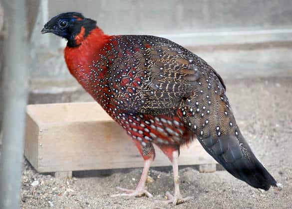 動物図鑑・ヒオドシジュケイ